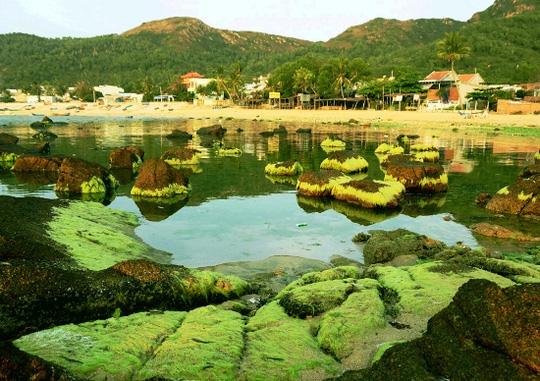 Mùa rêu biển Nhơn Hải đẹp như một bức tranh của thiên nhiên